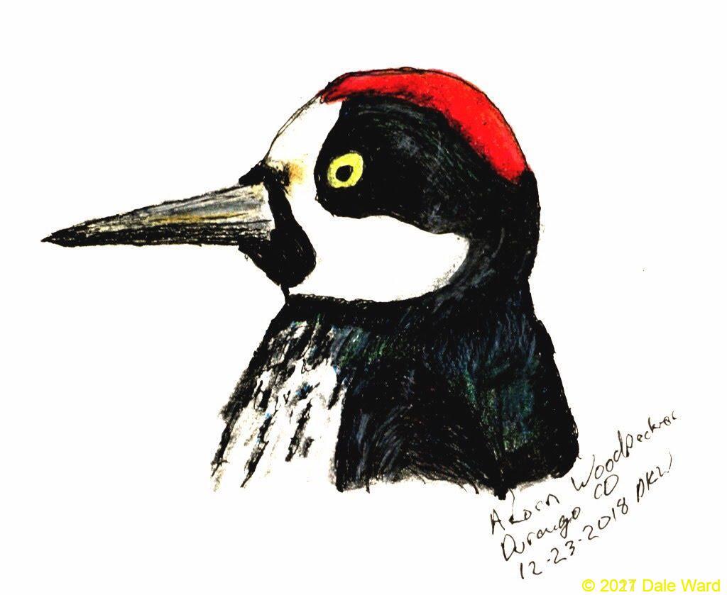 Acorn woodpecker head, color pencil and ink pen