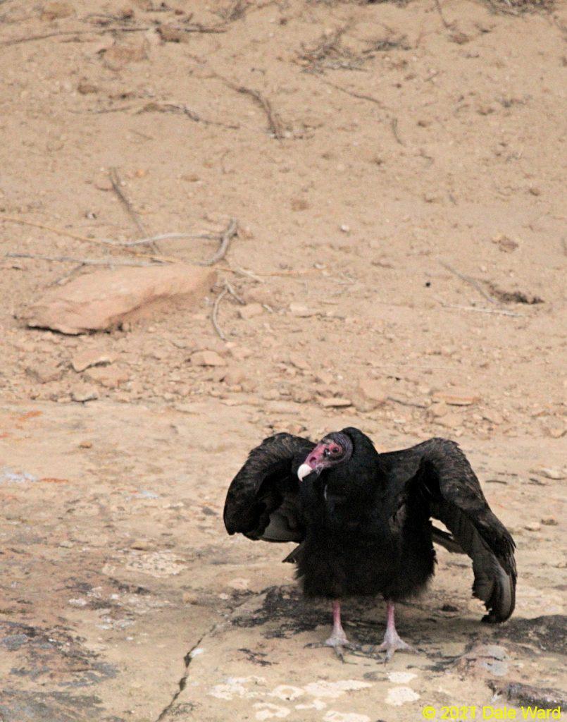 Turkey Vulture fidgeting on a cliff ledge, after landing.