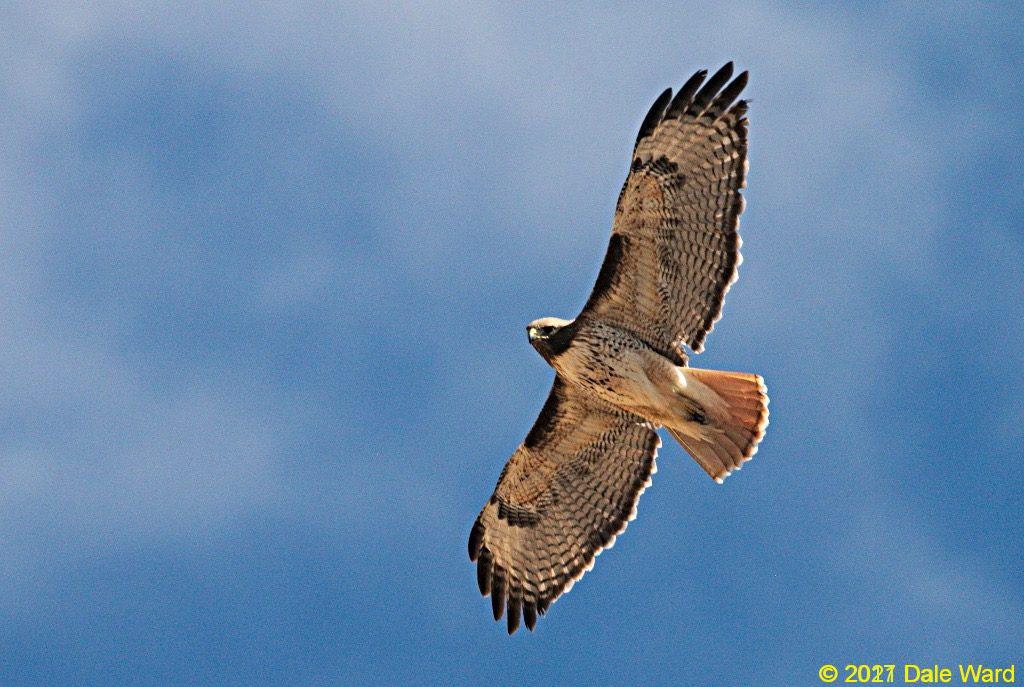 Redtailed Hawk overhead