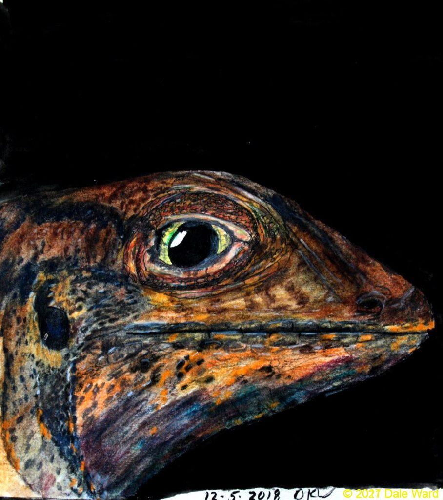 Side-blotched lizard - orange phase