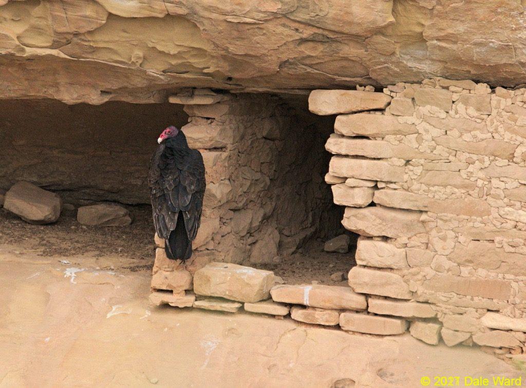 Turkey Vulture and ruins