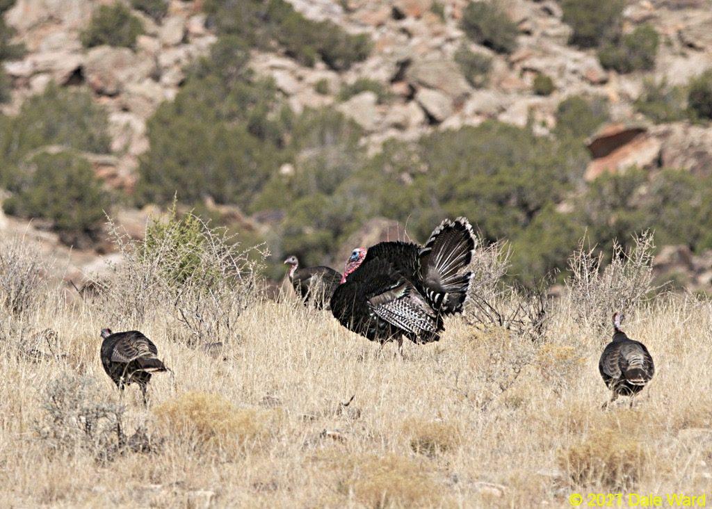 Wild Turkey Tom and hens