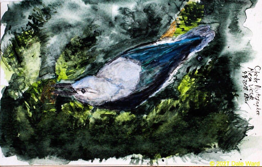 Clark’s Nutcracker, watercolor