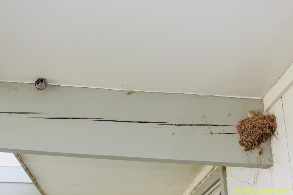 Barn swallows Barn swallows