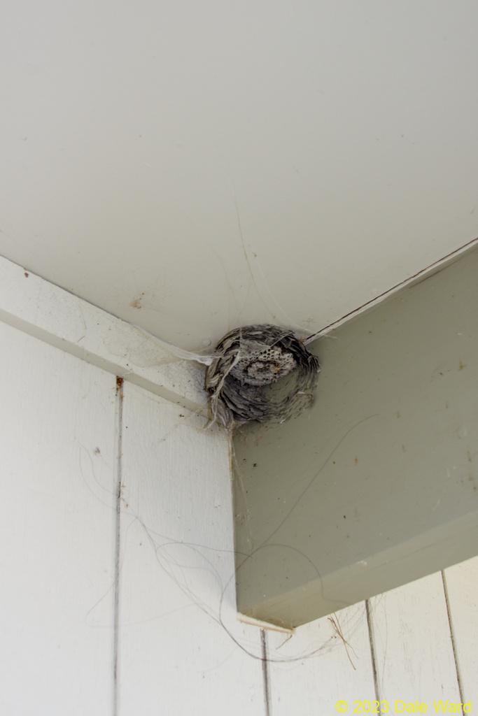 Barn swallows Barn swallows