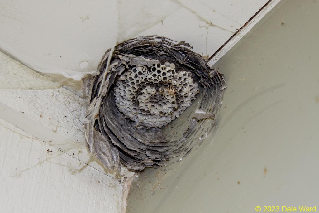 Barn swallows Barn swallows