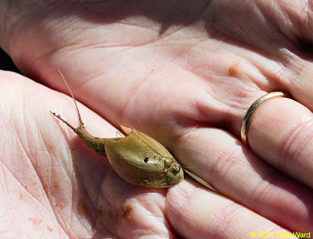 Tadpole Shrimp in hand