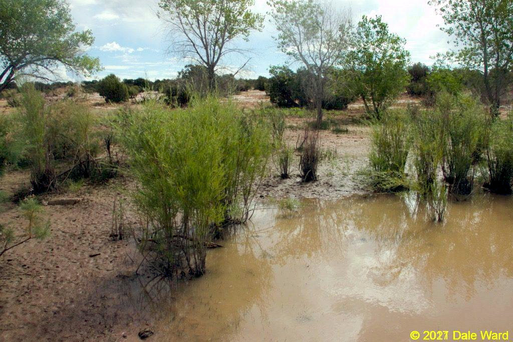 Cattle tank containing Tadpole Shrimp