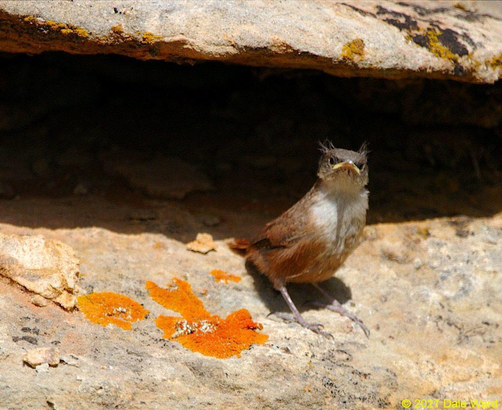 Fledgling Canyon Wren in between bouts of begging.