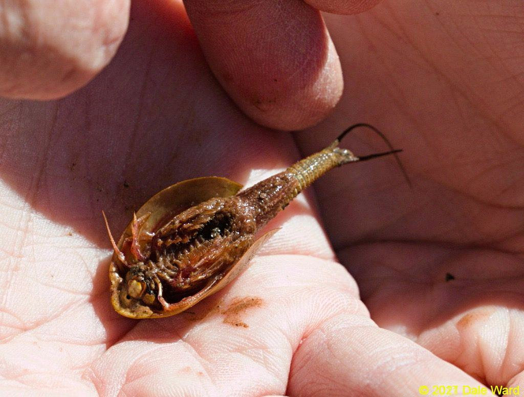 Tadpole Shrimp in-hand.