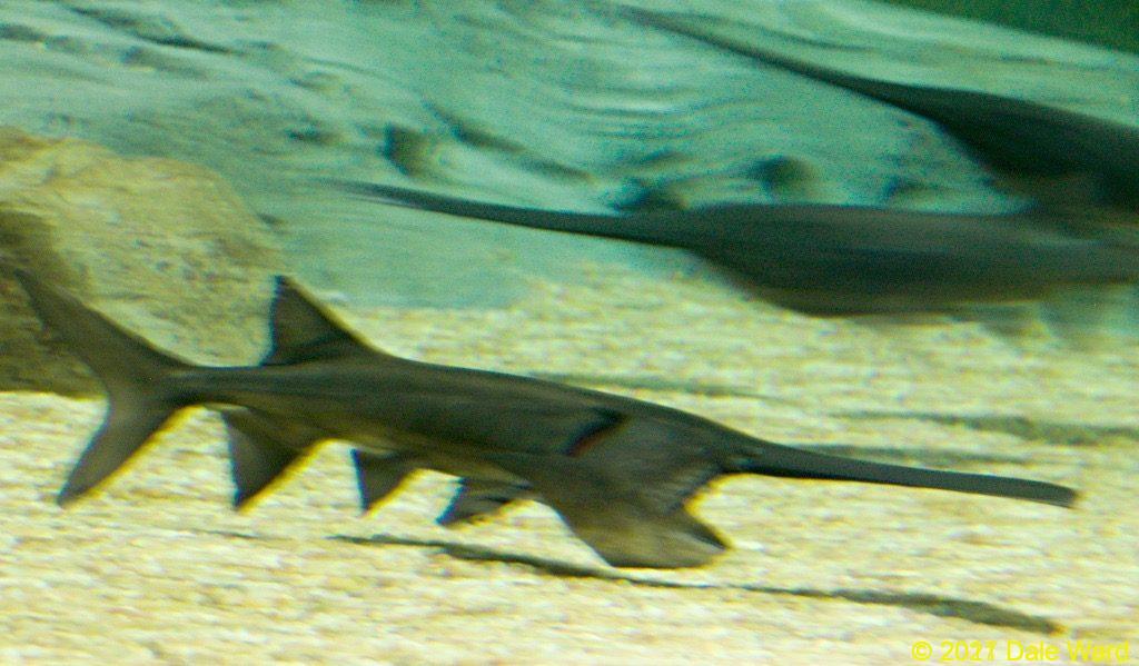 Paddlefish feeding at Scottsdale’s Ocean Odysea aquarium.