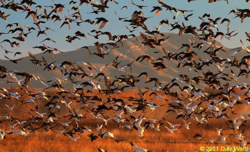 Snow geese and Mallard ducks at Bosque del Apache