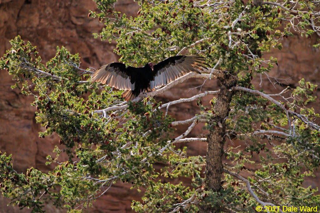 Turkey Vulture sunning at Spruce Tree House Ruin