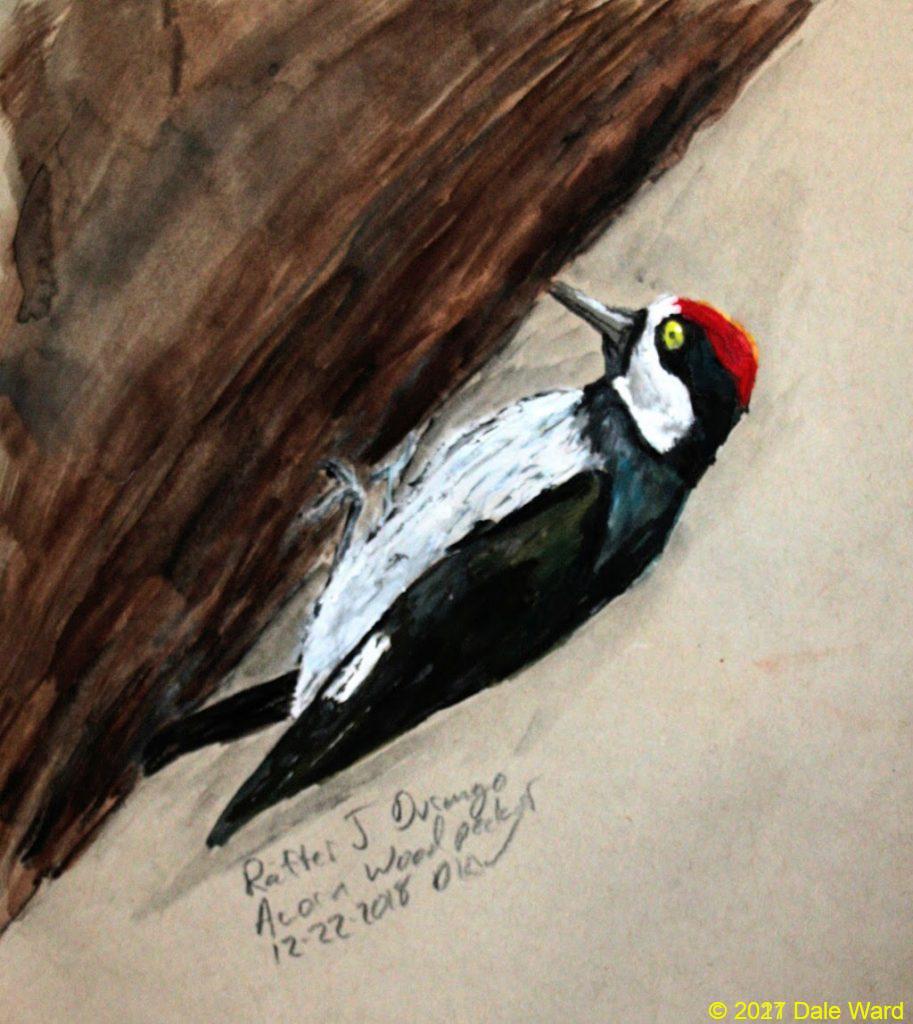 Acorn Woodpecker, goauche and watercolor