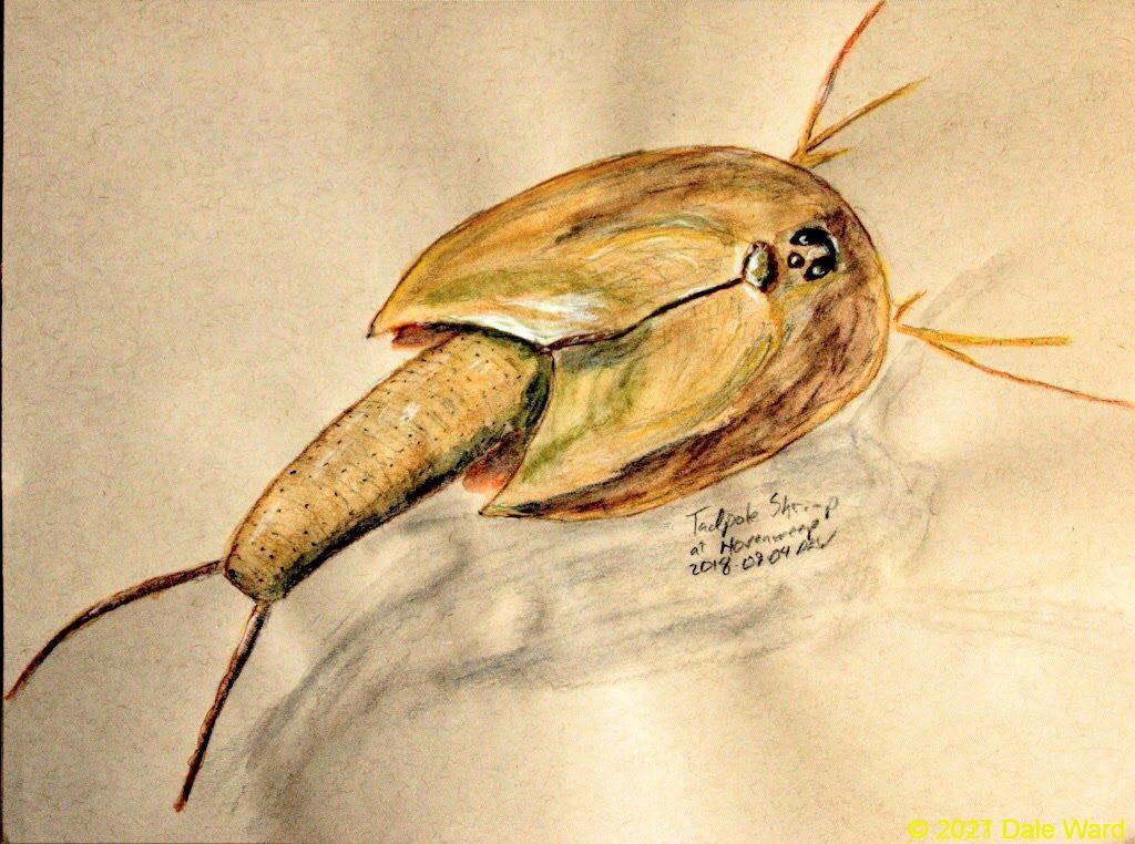 Tadpole Shrimp!