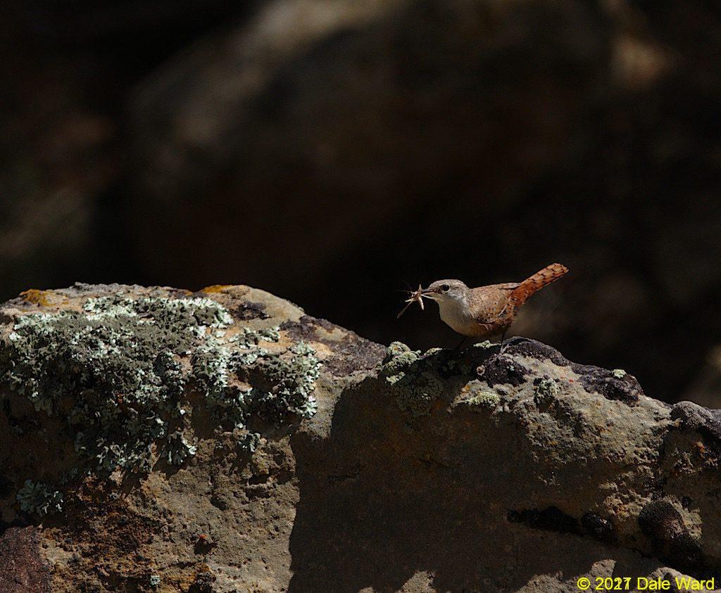 Adult Canyon Wren bringing a moth back to the fledglings.