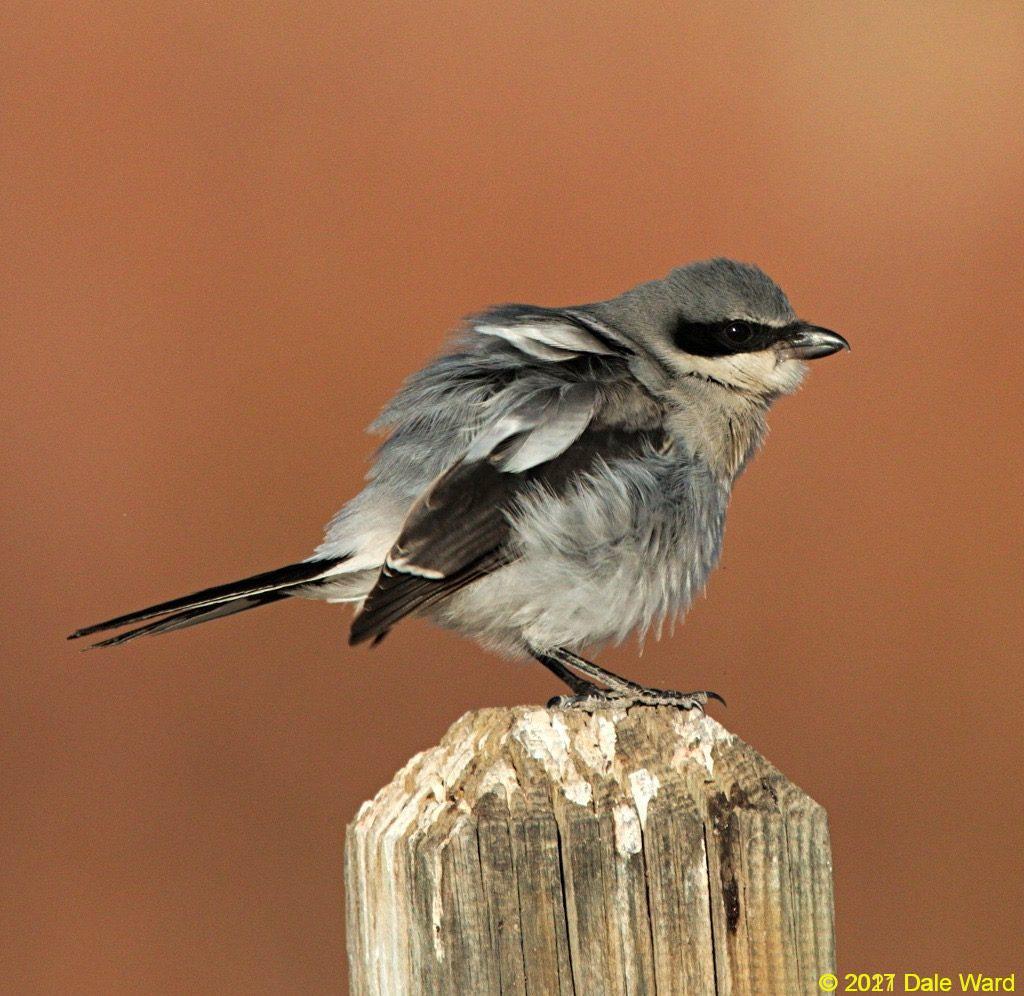 Loggerhead shrike