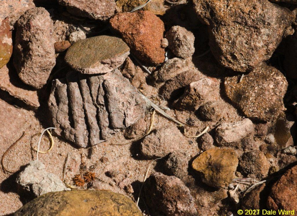 Potsherds from the ground around the ruins