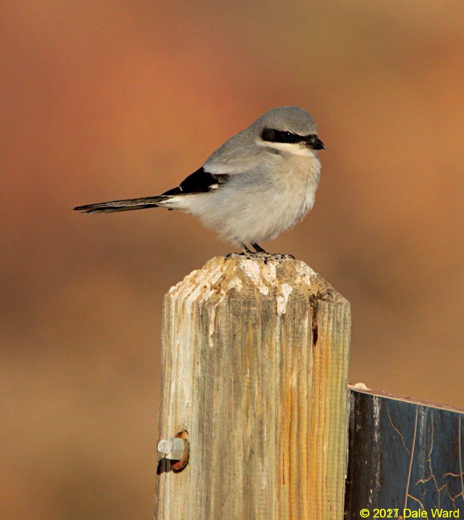 Loggerhead Shrike