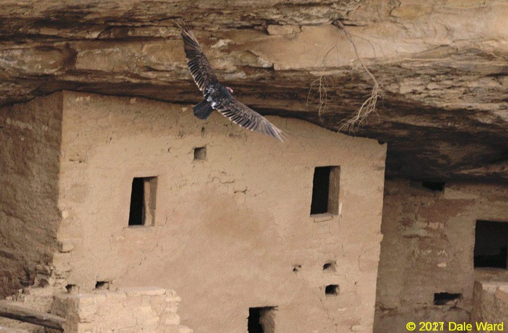 Turkey Vulture and ruins