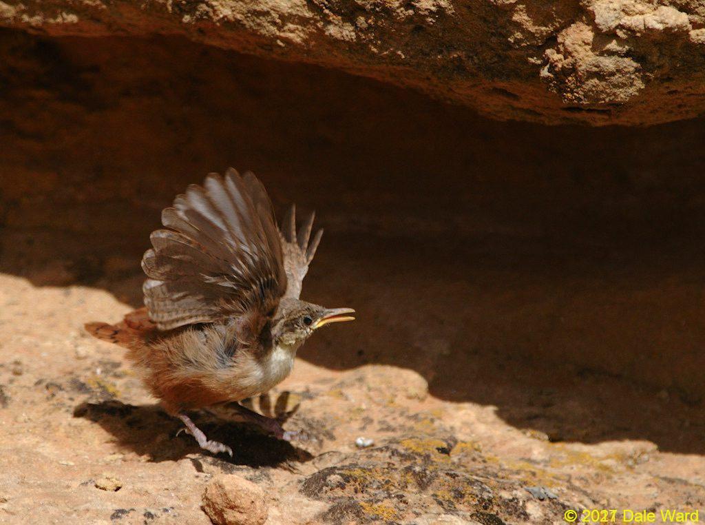 Fledgling Canyon Wren. The wing fluttering is part of the bird’s begging display. I think the jumping-up-and down is for emphasis.