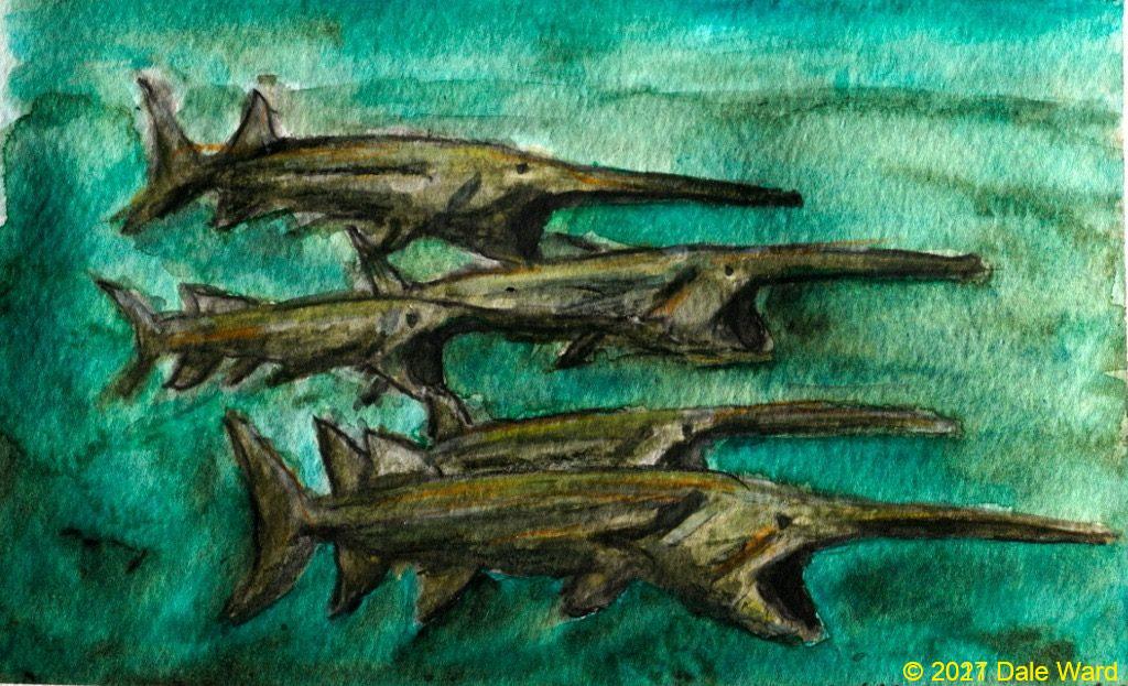 Group of Paddlefish feeding. Watercolor and watercolor pencil.