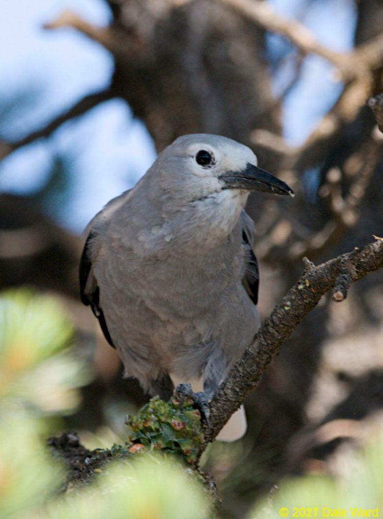 Clarks Nutcracker on a Pinyon Pine cone, at Mesa Verde
