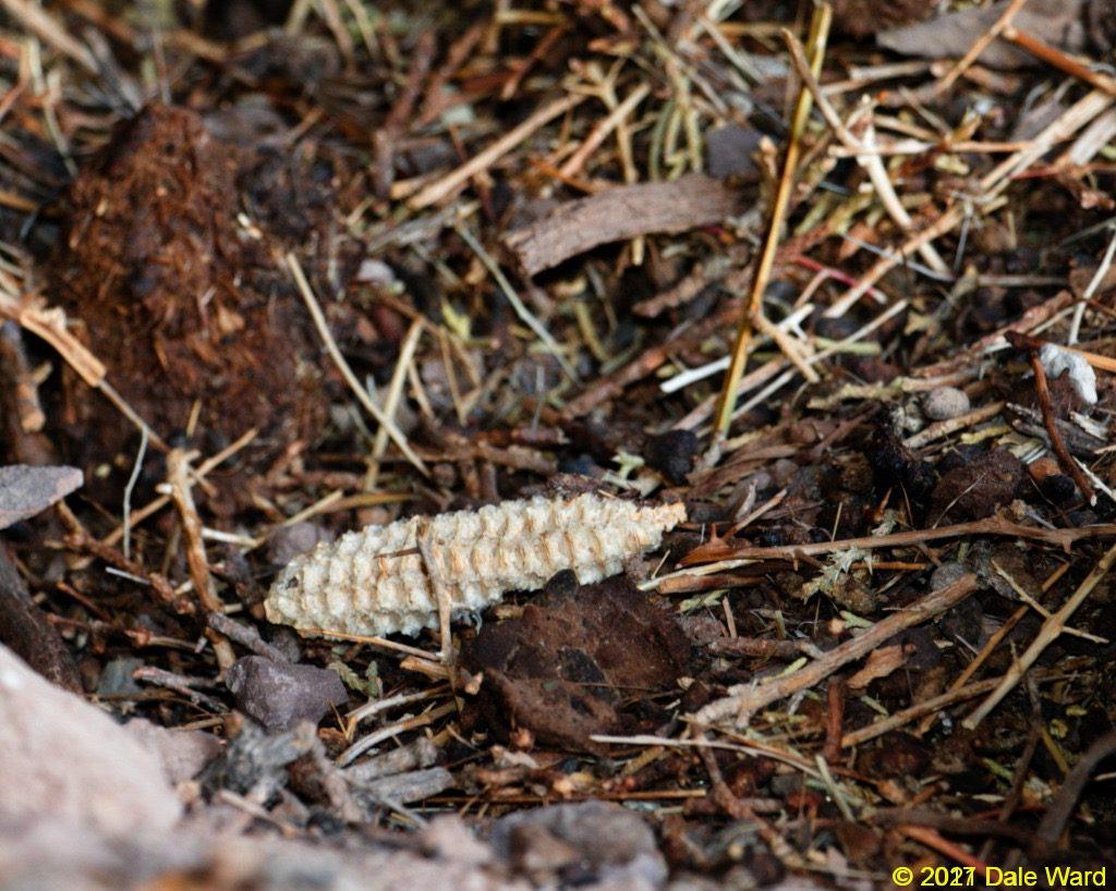 Anasazi corn in a Packrat midden