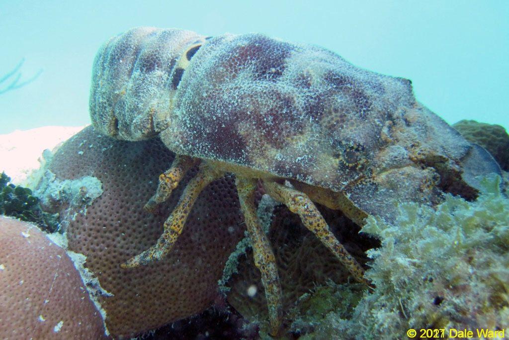 Slipper Lobster