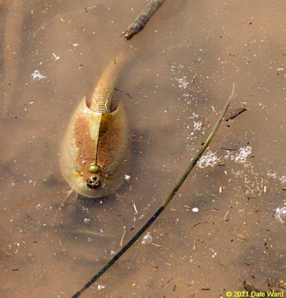 Tadpole Shrimp feeding in the shallows. Some of the mud that it has kicked up has settled on its carapace.