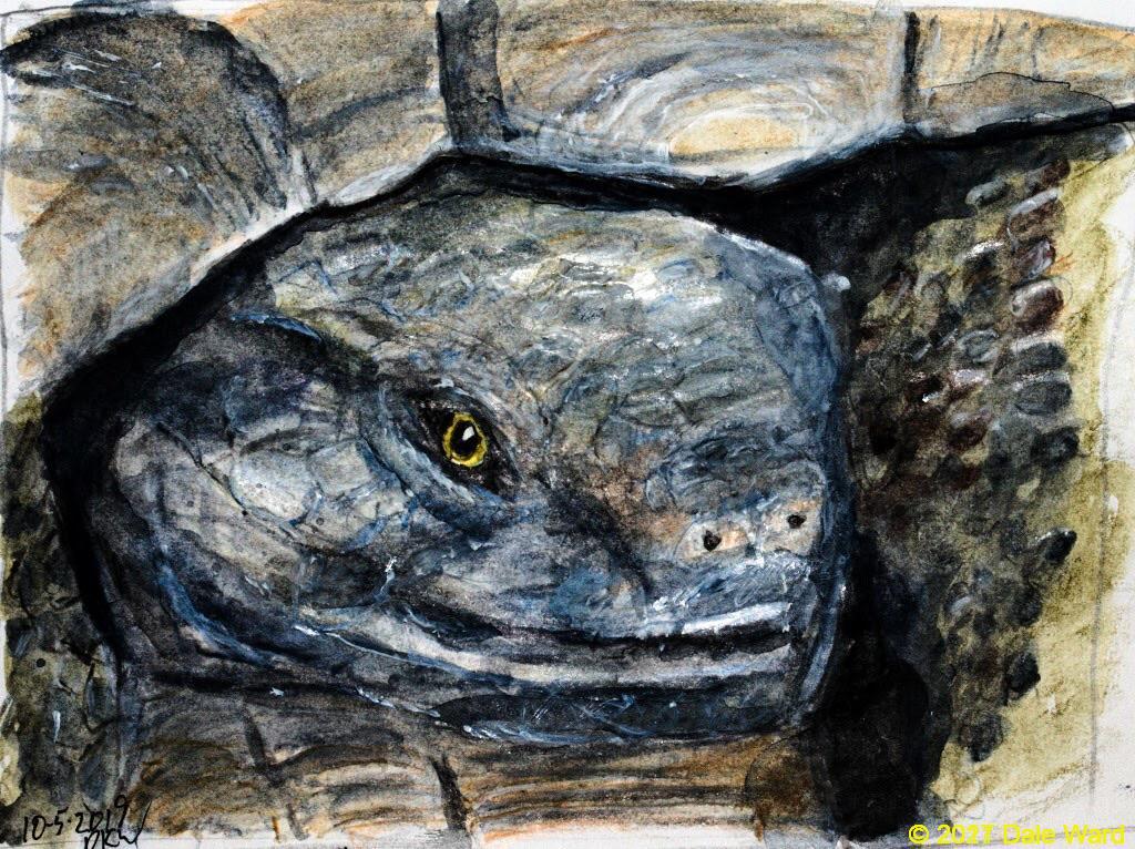Desert Tortoise painting Desert Tortoise painting