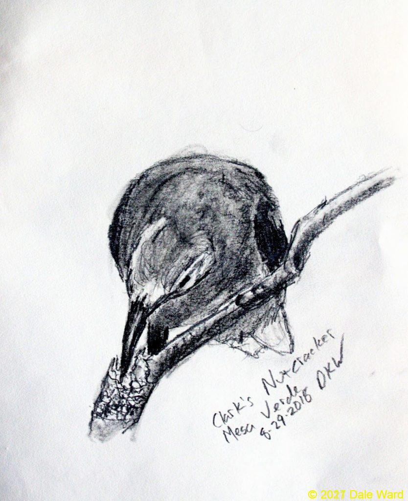 Clark’s Nutcracker with Pinyon Pine cone, pencil drawing