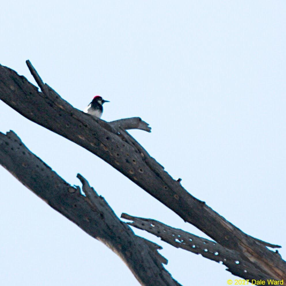 Acown Woodpecker on branch of Ponderosa Pine snag. The birds leave the tree looking like swiss cheese, there are so many holes.