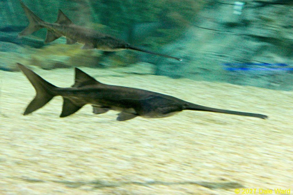 Paddlefish at Scottsdale’s Ocean Odysea aquarium.