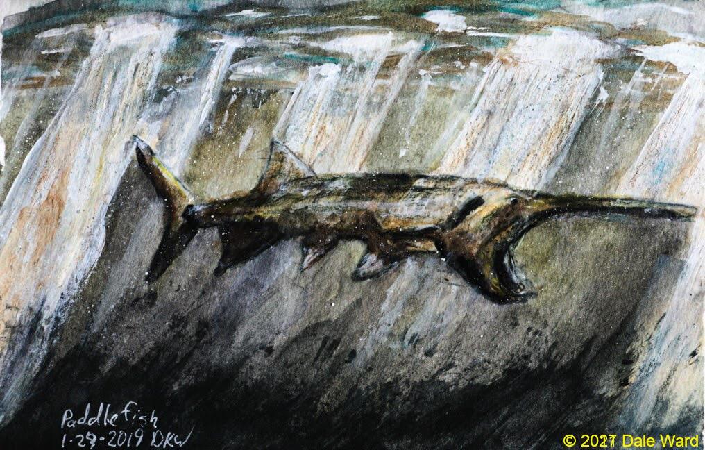 Paddlefish feeding near the water surface in a sunny day. Watercolor and goauche.