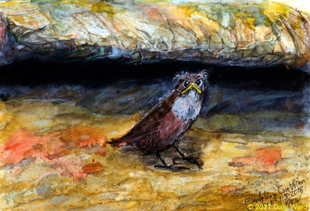 Fledgling Canyon Wren. Goauche and watercolor.