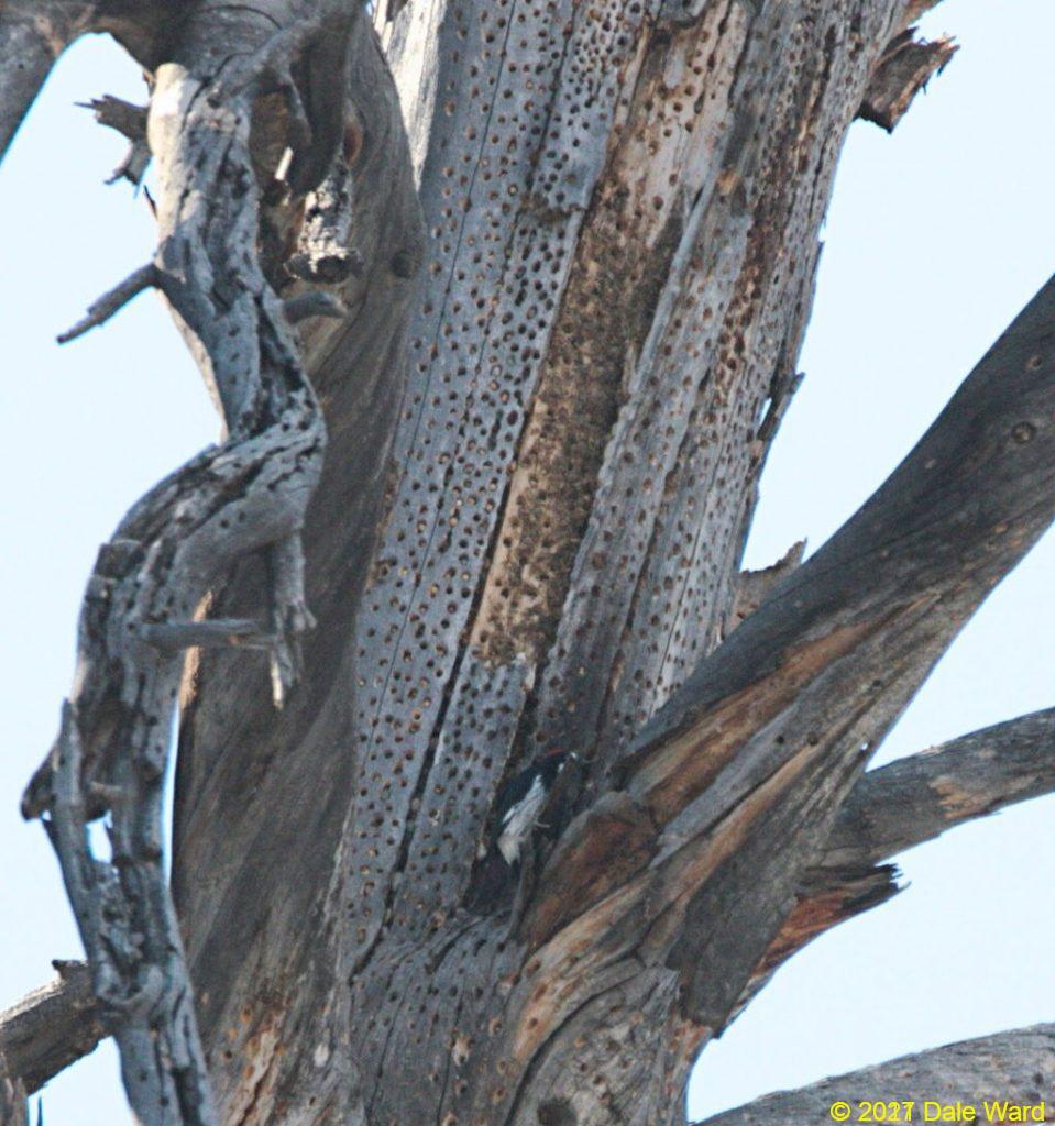 Trunk of Ponderosa Pine snag, illustrating the density of the Woodpecker holes. You can barely see a Woodpecker, in the lower center of the photo.