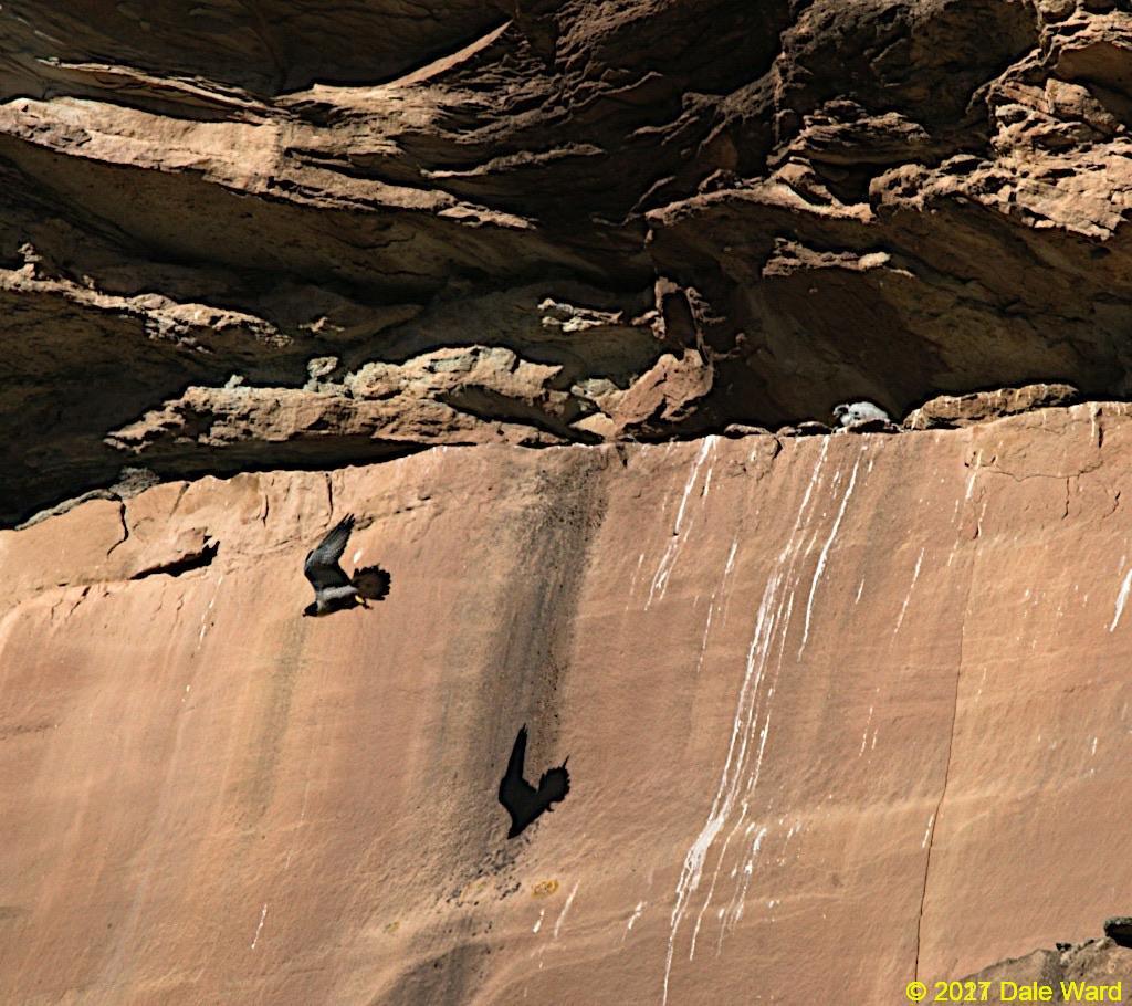 peregrines