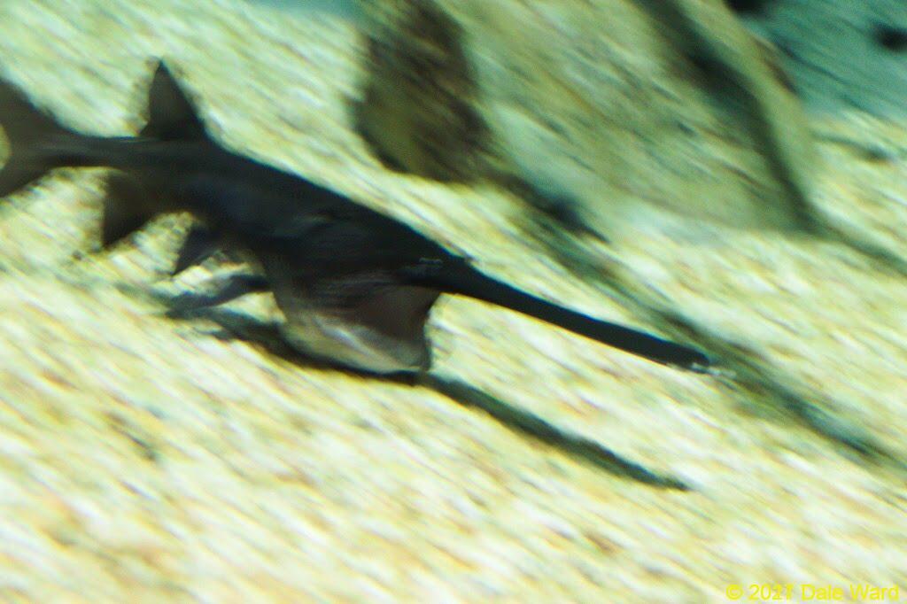 Paddlefish feeding at Scottsdale’s Ocean Odysea aquarium.