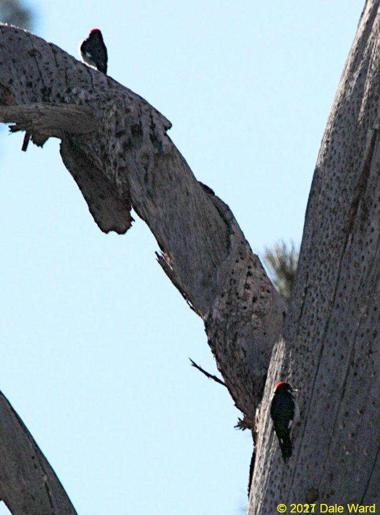 Two Acorn Woodpeckers in Ponderosa Pine snag. The kne on the lower right has an acorn in its bill, I’m not sure if the bird is putting the acorn into a hole or taking it out.