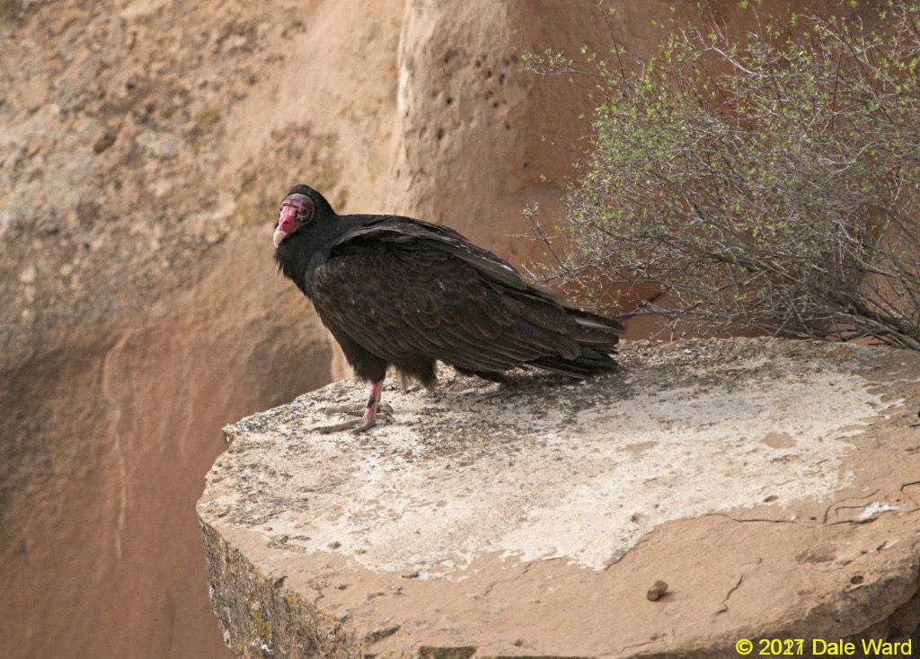 Turkey Vulture perched on a rock ledge