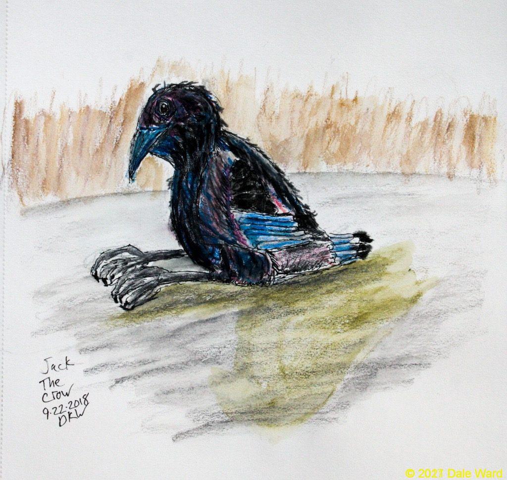 Jack the Crow, as a nestling