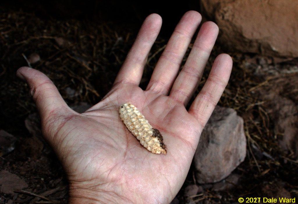 Anasazi corn