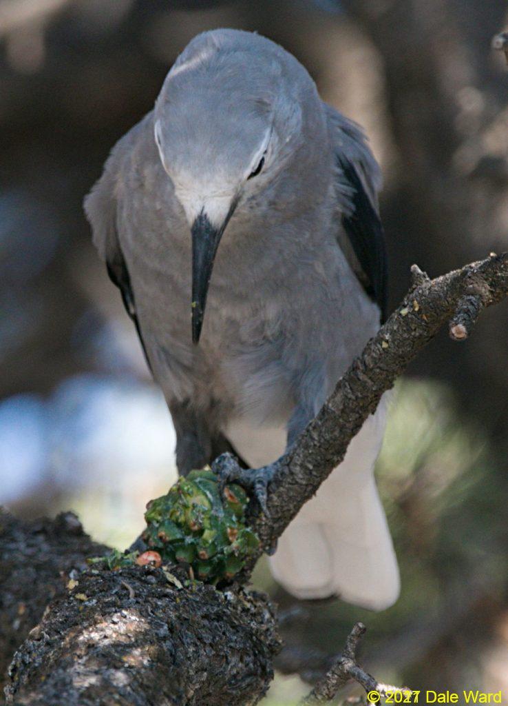Clarks Nutcracker on a Pinyon Pine cone, at Mesa Verde