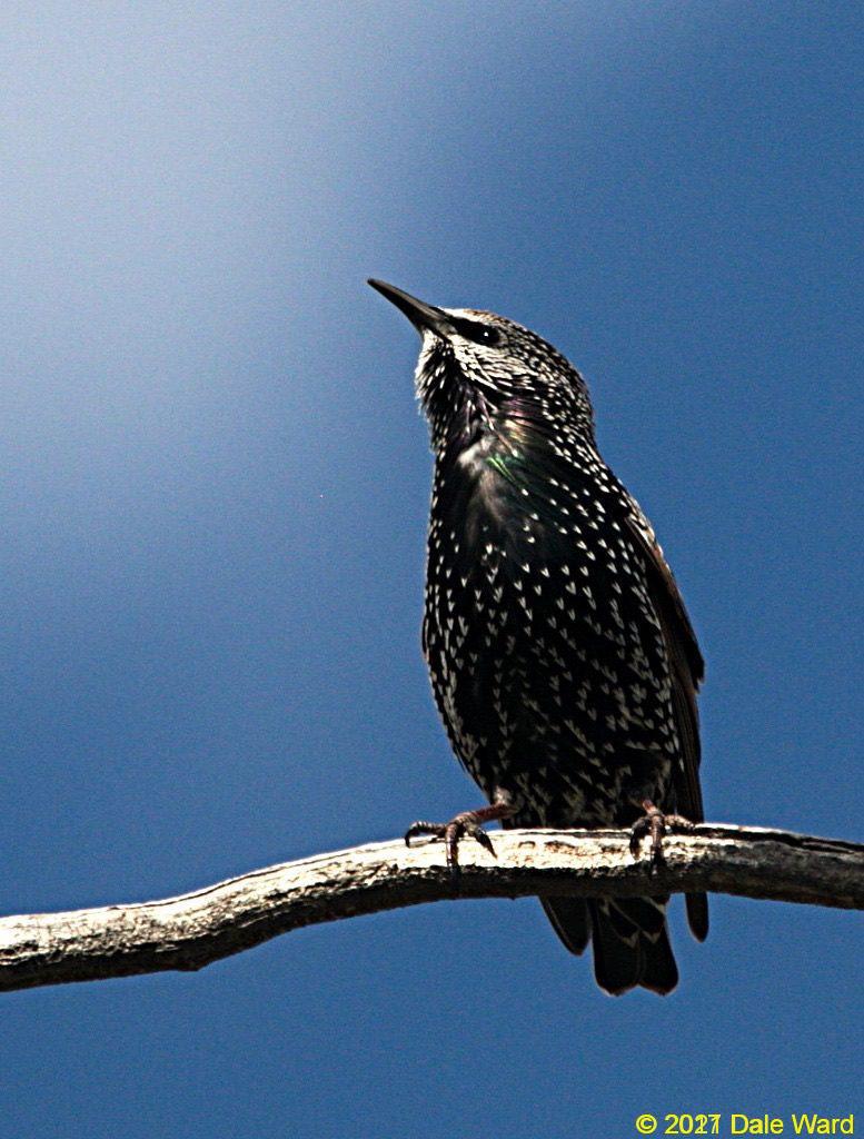 Starling