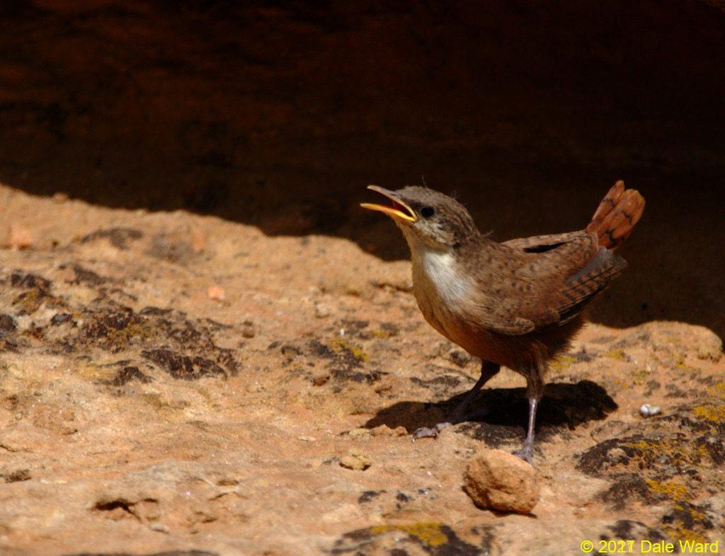 Adult Canyon Wren.
