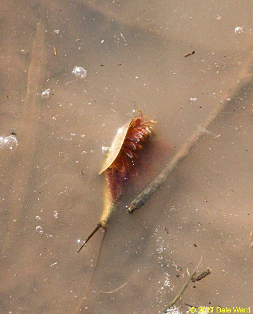 Tadpole Shrimp, turned o its side. You can see its multitude of swimmerets. It uses these for both swimming and kicking up mud