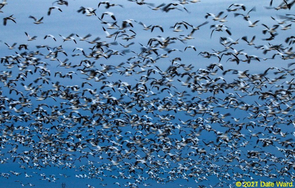 Snow geese at Bosque del Apache