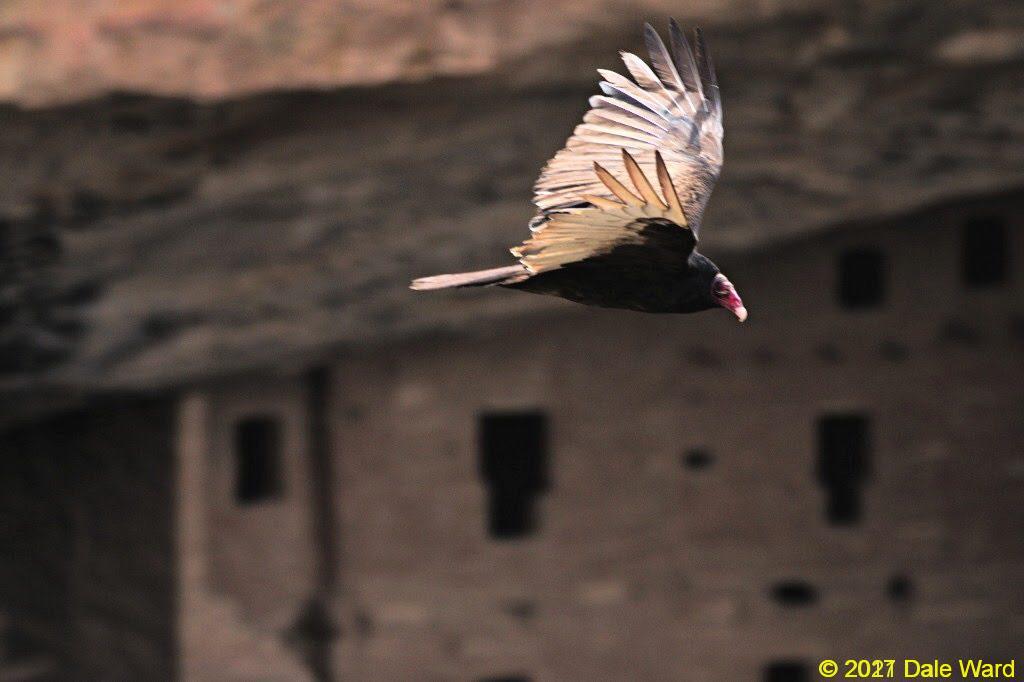 Turkey vulture and ruins at mesa verde