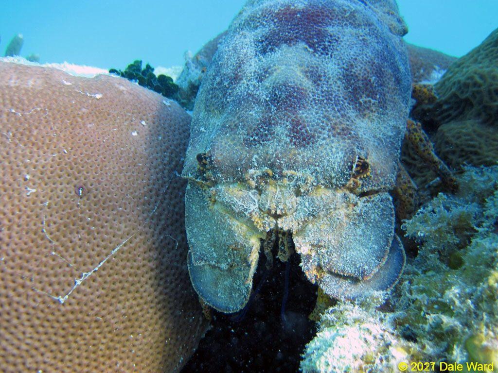 Slipper lobster
